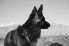 German Shepherd in the Coachella Valley-California Art Print